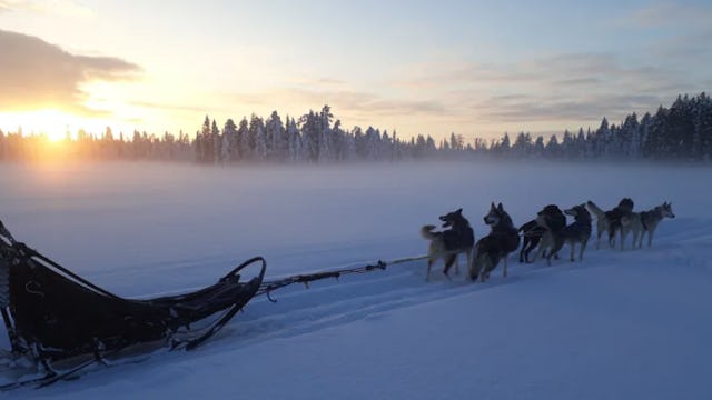 Une balade en chiens de traîneau, c'est un bonheur tant pour les humains que les animaux. Une balade en chiens de traîneau, c'est un bonheur tant pour les humains que les animaux.