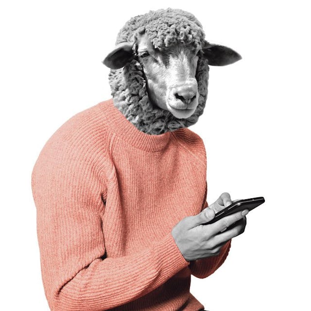 Je veux un pull doux comme un agneau!