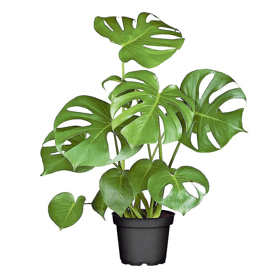 Go green! Faux philodendron (Monstera deliciosa), taille du pot: Ø 17 cm, 15 fr. 95, chez
