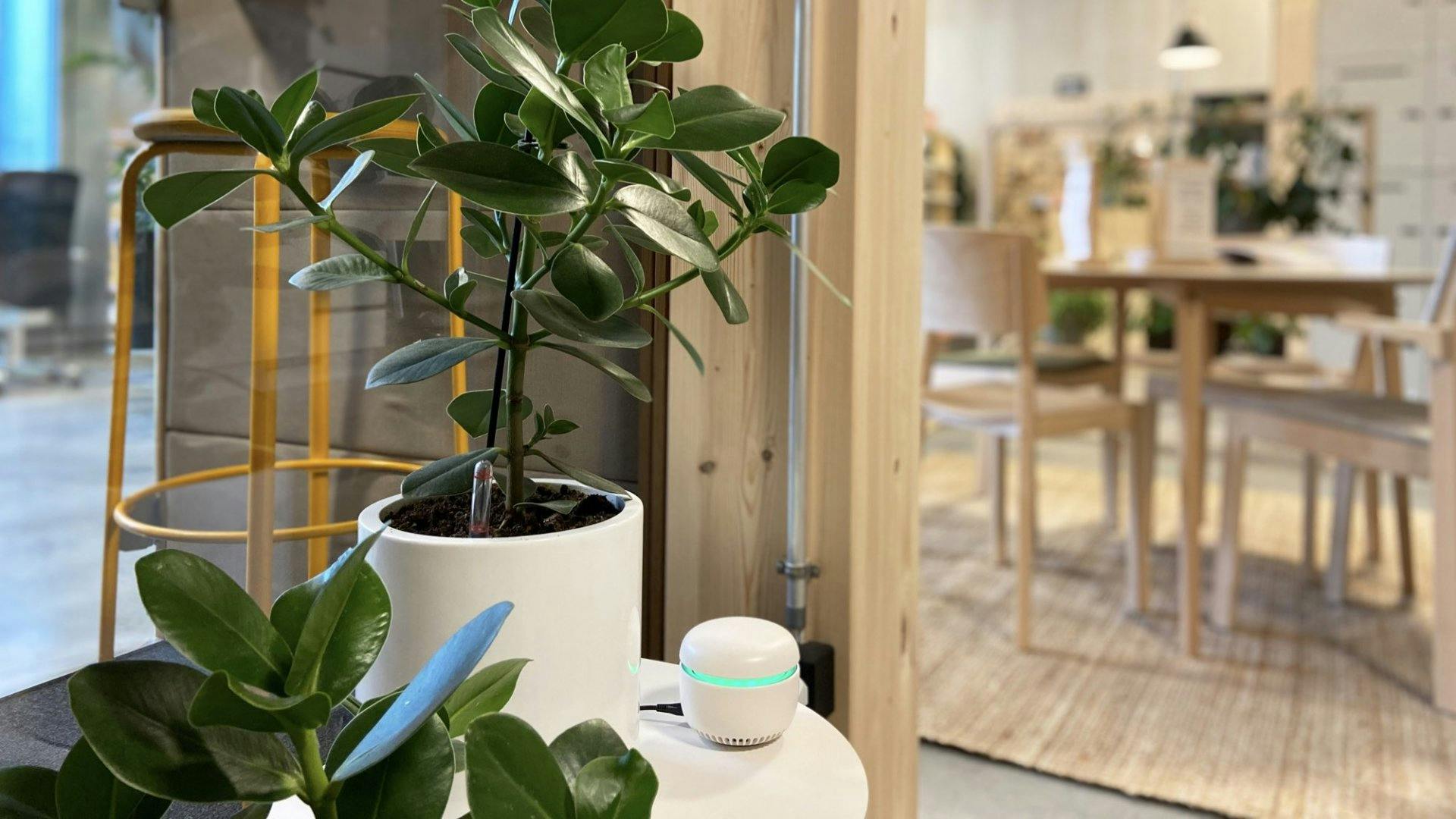 Dank CARU air haben alle CoworkerInnen bei Tadah die Luftqualität im Blick.