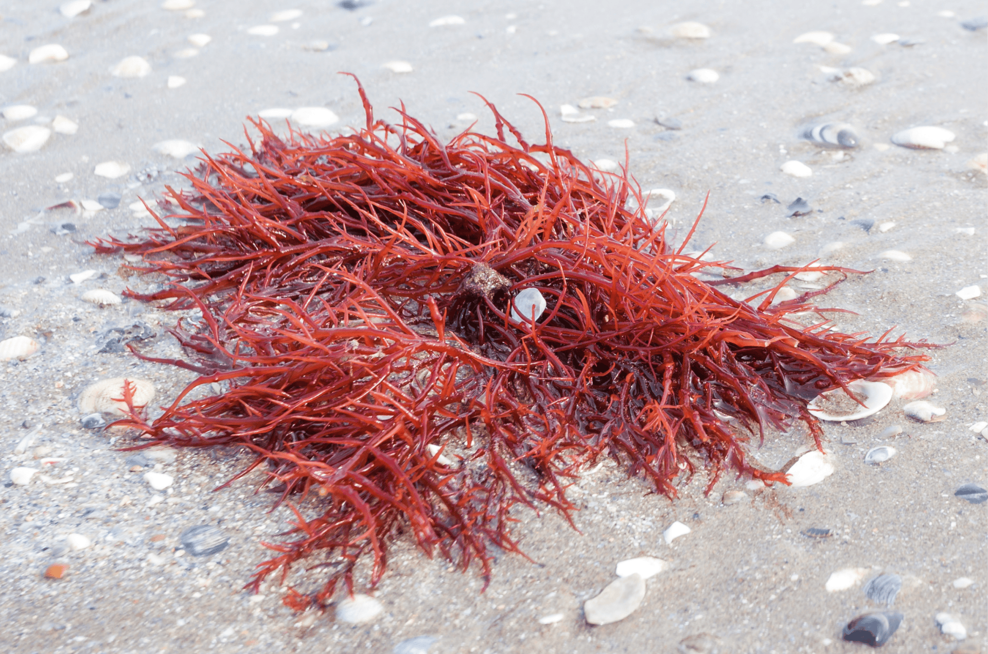 Die ProSens ® Sprays beinhalten den natürlichen Wirkstoff Carragelose, der aus Rotalgen gewonnen wird. Dieser verfügt über eine dreifache, anti-virale...
