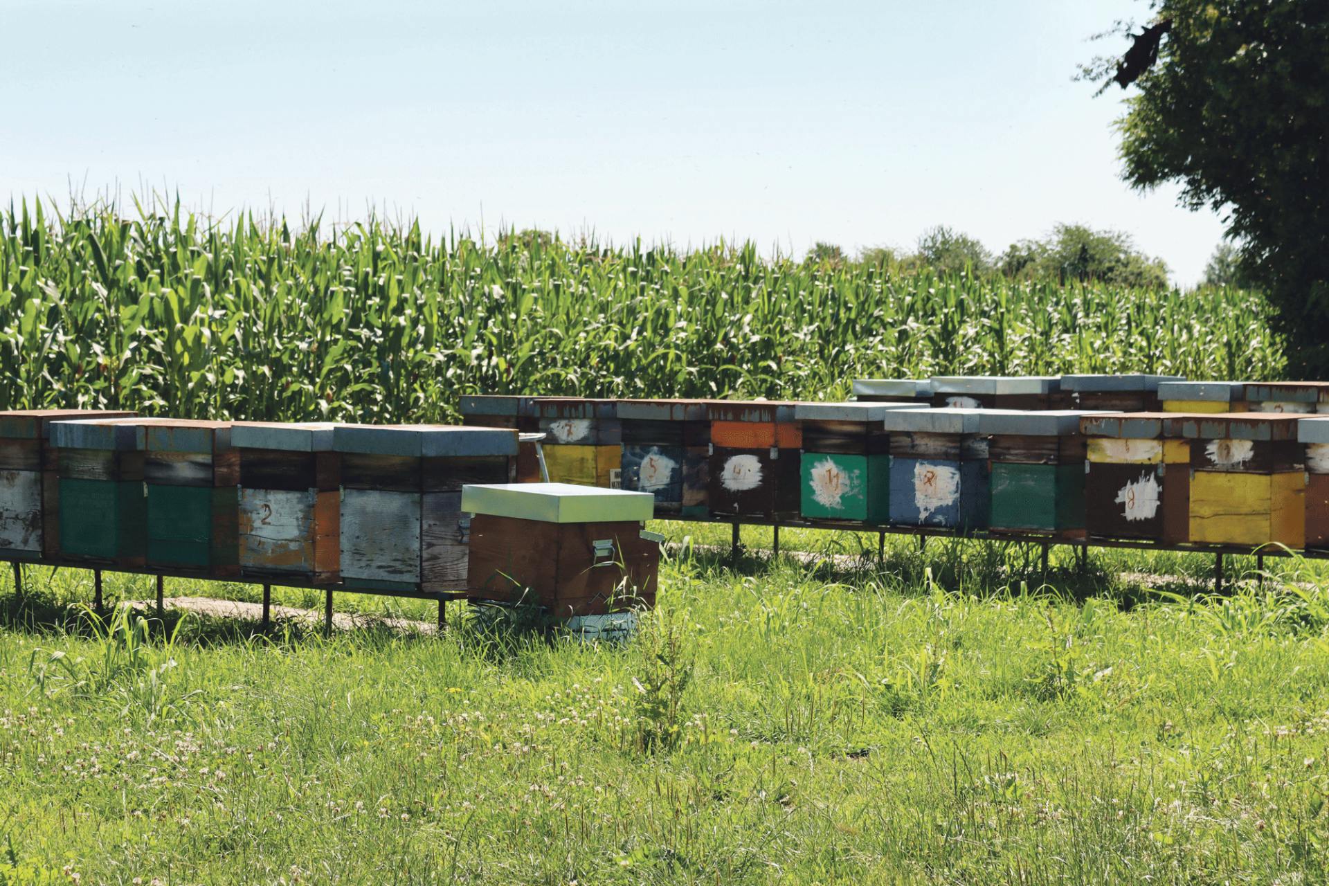 Depuis plusieurs années, les familles paysannes ont agi pour la sauvegarde des abeilles, parfois même en collaboration étroite avec les apiculteurs.