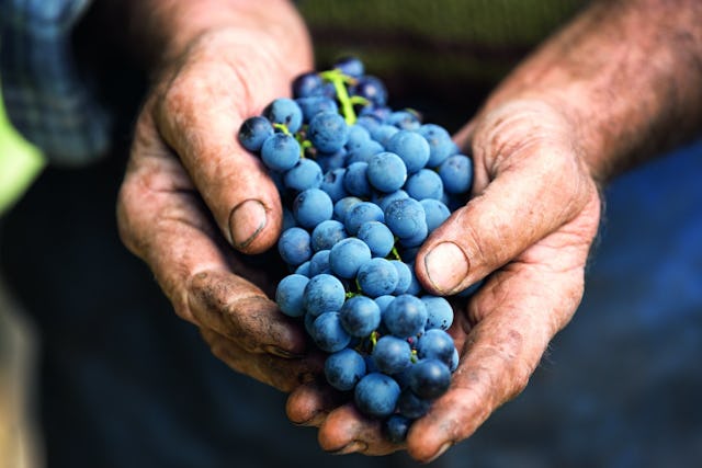 Primäre Aromen entstehen bei der Gärung aus der Traube.