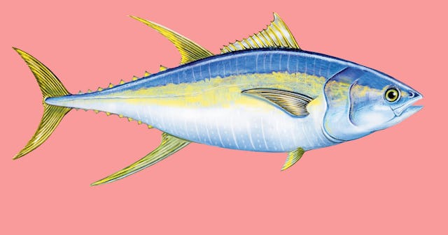 Il tonno è squisito, ma è anche sostenibile? Un progetto nelle
Filippine aiuta a proteggere i pescatori e l’ambiente.