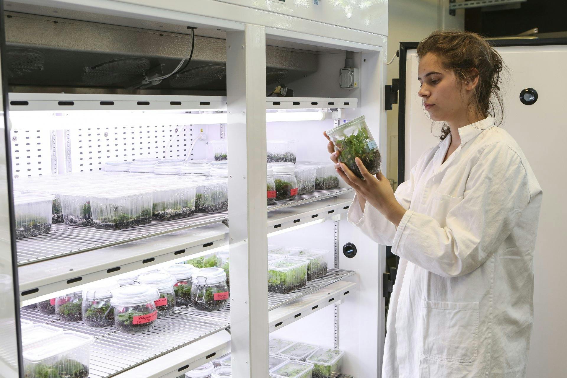 Filière Bachelor Agronomie - cultures en chambre climatique.