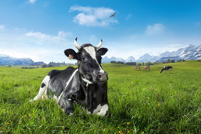 Schweizer Milch: Wie gut kennst du dich aus?