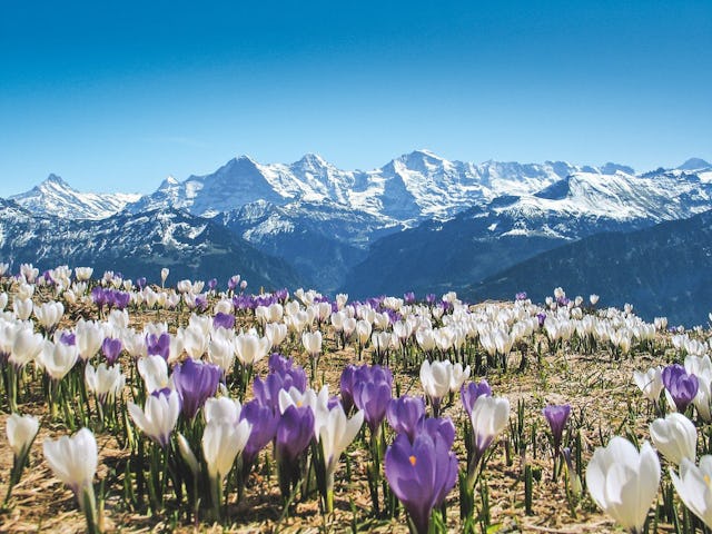 Printanier – un champ de crocus au-dessus de Beatenberg et du lac de Thoune. Printanier – un champ de crocus au-dessus de Beatenberg et du lac de Thoune.
