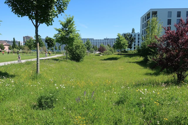 Temporäre Rückhalteflächen für Wasser der grünen Siedlungs-Umgebung in Liebefeld, Kanton Bern.