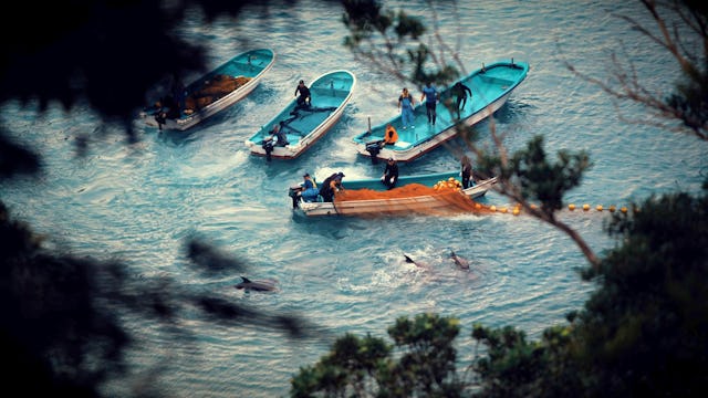 Im Netflix-Original «Seaspiracy» steht die industrielle Fischerei am Pranger.