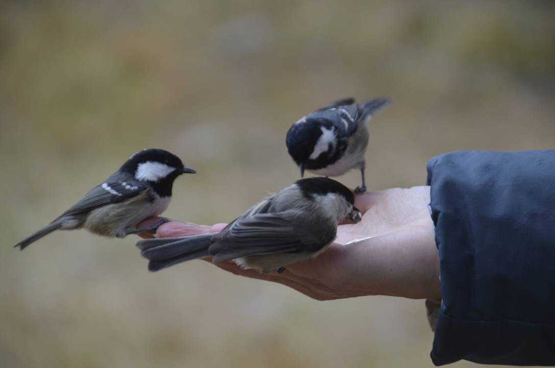 Dans la forêt de Tais à Pontresina, un(e) spécialiste des oiseaux identifie le spécimen qui vient manger dans la main et répond aux questions sur ses...