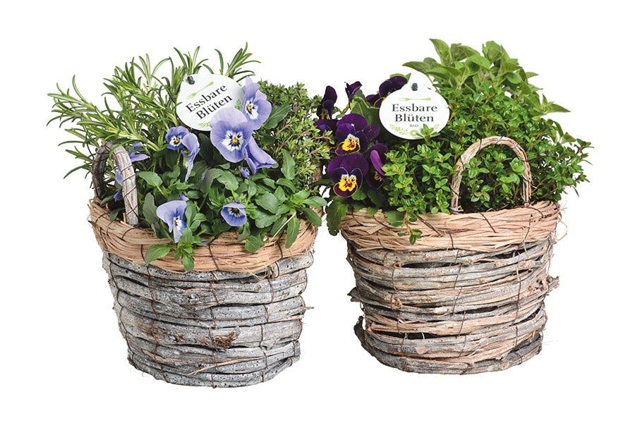 Frisch von der Terrasse: Korb mit Kräutern und essbaren Blüten, Fr. 21.95, bei Coop Bau ​+ ​Hobby.