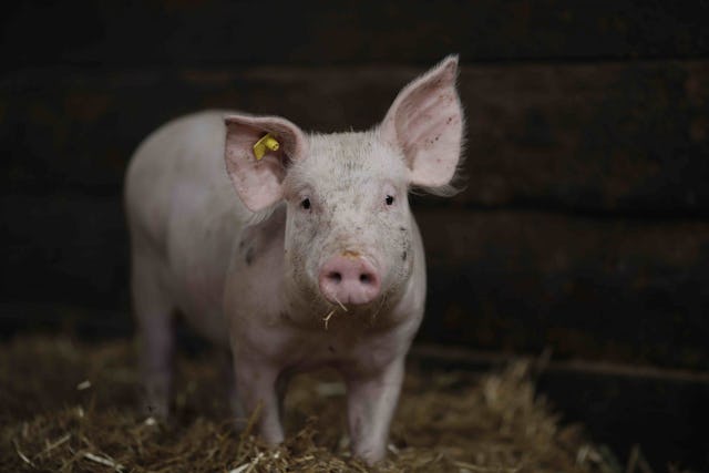 Was viele nicht wissen: Als Allesfresser sind Schweine wichtige Verwerter von Nebenprodukten aus der Lebensmittelverarbeitung.
