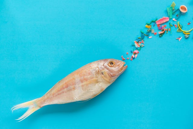 Perché i pesci scambiano le microplastiche per krill e le ingeriscono.