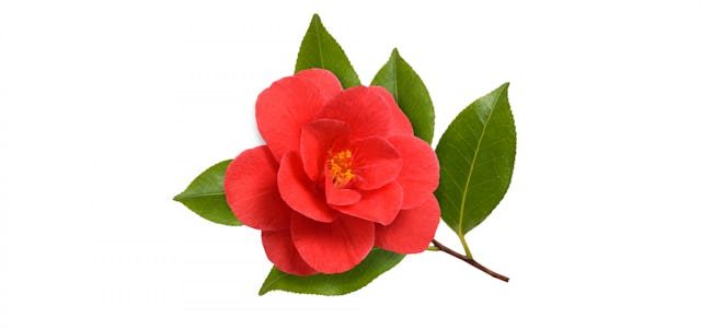 Symbole d’un dévouement éternel entre les amoureux, 
il peut annoncer une grossesse et porte bonheur, même au-delà d’une relation passionnelle. Symbole d’un dévouement éternel entre les amoureux, 
il peut annoncer une grossesse et porte bonheur, même au-delà d’une relation passionnelle.