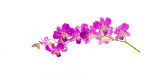 Message d’amour, symbole de dévotion et d’admiration. 
Elle était autrefois l’expression du raffinement et du prestige, mais également de la sensualité et de la passion. Message d’amour, symbole de dévotion et d’admiration. 
Elle était autrefois l’expression du raffinement et du prestige, mais également de la sensualité et de la passion.