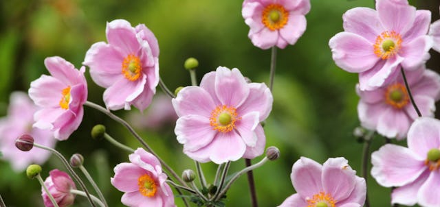 Elle exprime l’abandon, mais aussi le retour. La personne qui l’offre cherche à retisser des liens mis à mal, avec un.e amant.e, un.e ami.e ou un parent. Elle exprime l’abandon, mais aussi le retour. La personne qui l’offre cherche à retisser des liens mis à mal, avec un.e amant.e, un.e ami.e ou un parent.