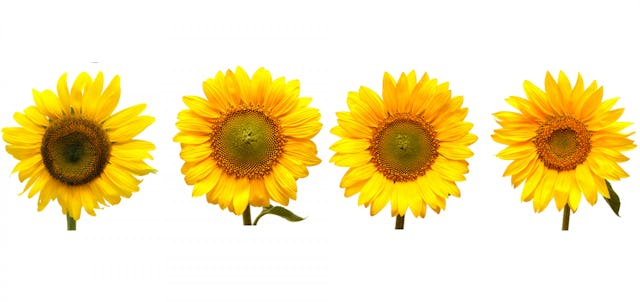 Il est synonyme de joie, de spontanéité et d’envie de vivre. Offert à l’être aimé, il prend une valeur plus puissante, d’amour éternel et loyal. Il est synonyme de joie, de spontanéité et d’envie de vivre. Offert à l’être aimé, il prend une valeur plus puissante, d’amour éternel et loyal.