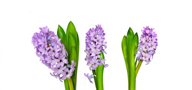 Une fleur pour s’exclamer «vive l’amitié et la gaieté!» Une fleur pour s’exclamer «vive l’amitié et la gaieté!»