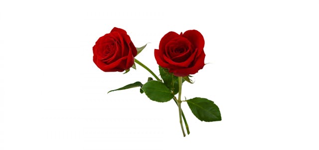 Love, love, love. Love, love, love.