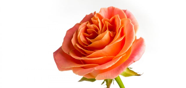 Elles sont gage de sécurité. Elles sont gage de sécurité.