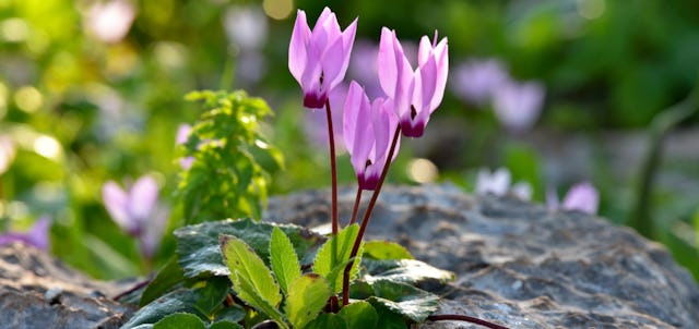 Dans l’Antiquité, il était de bon augure de l’offrir pour l’arrivée d’un bébé. Le cyclamen est une plante que l’on ne destine pas habituellement à l’être aimé, car il exprime l’insécurité. Dans l’Antiquité, il était de bon augure de l’offrir pour l’arrivée d’un bébé. Le cyclamen est une plante que l’on ne destine pas habituellement à l’être aimé, car il exprime l’insécurité.