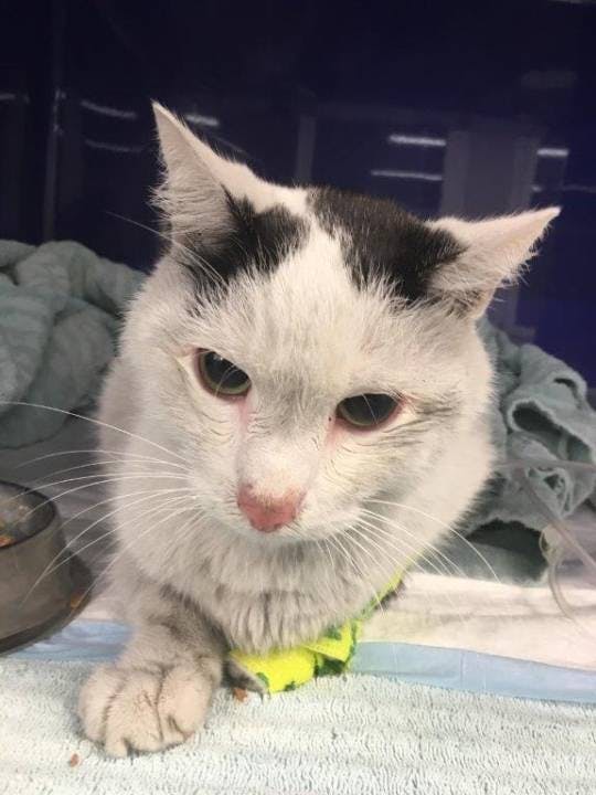 Smokey wurde aus einem brennenden Haus gerettet.