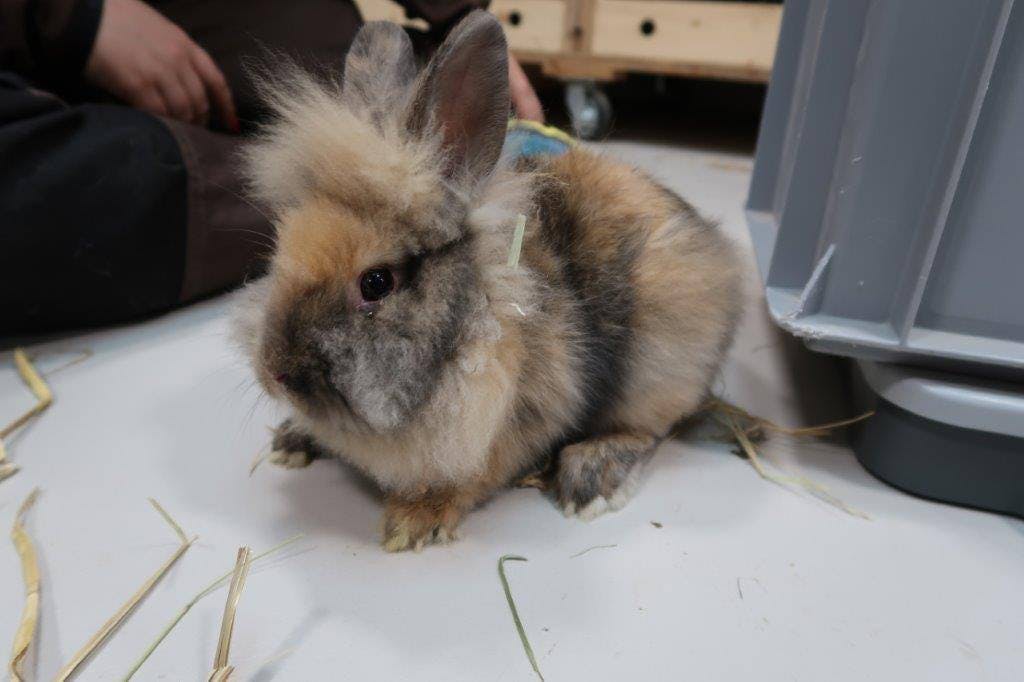 Kanninchen Scratchy wurde ebenfalls ausgesetzt.
