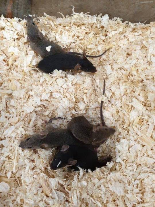 Diese Farbmäuse wurden ausgesetzt