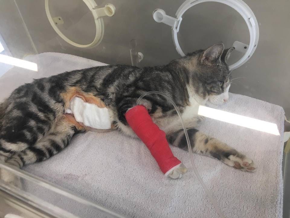 Kater Fighter nach seiner Operation im August.