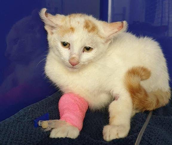 Das gesundheitlich angeschlagene Kätzchen Nenzo