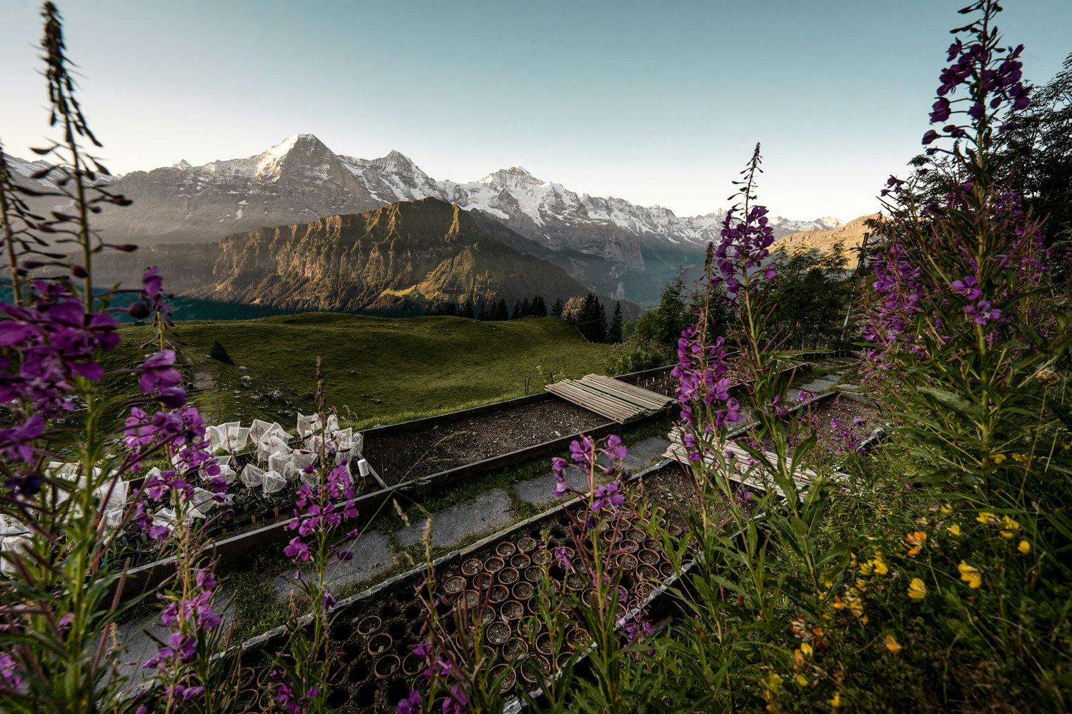 Une splendeur florale: le jardin alpin sur la Schynige Platte, qui compte 700 plantes, est rehaussé de l’une des vues les plus fascinantes sur l’Eiger...