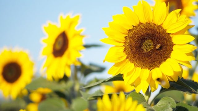 Nachhaltig handelnde Unternehmen setzen Tenside auf Basis heimischer Pflanzen ein. Nachhaltig handelnde Unternehmen setzen Tenside auf Basis heimischer Pflanzen ein.