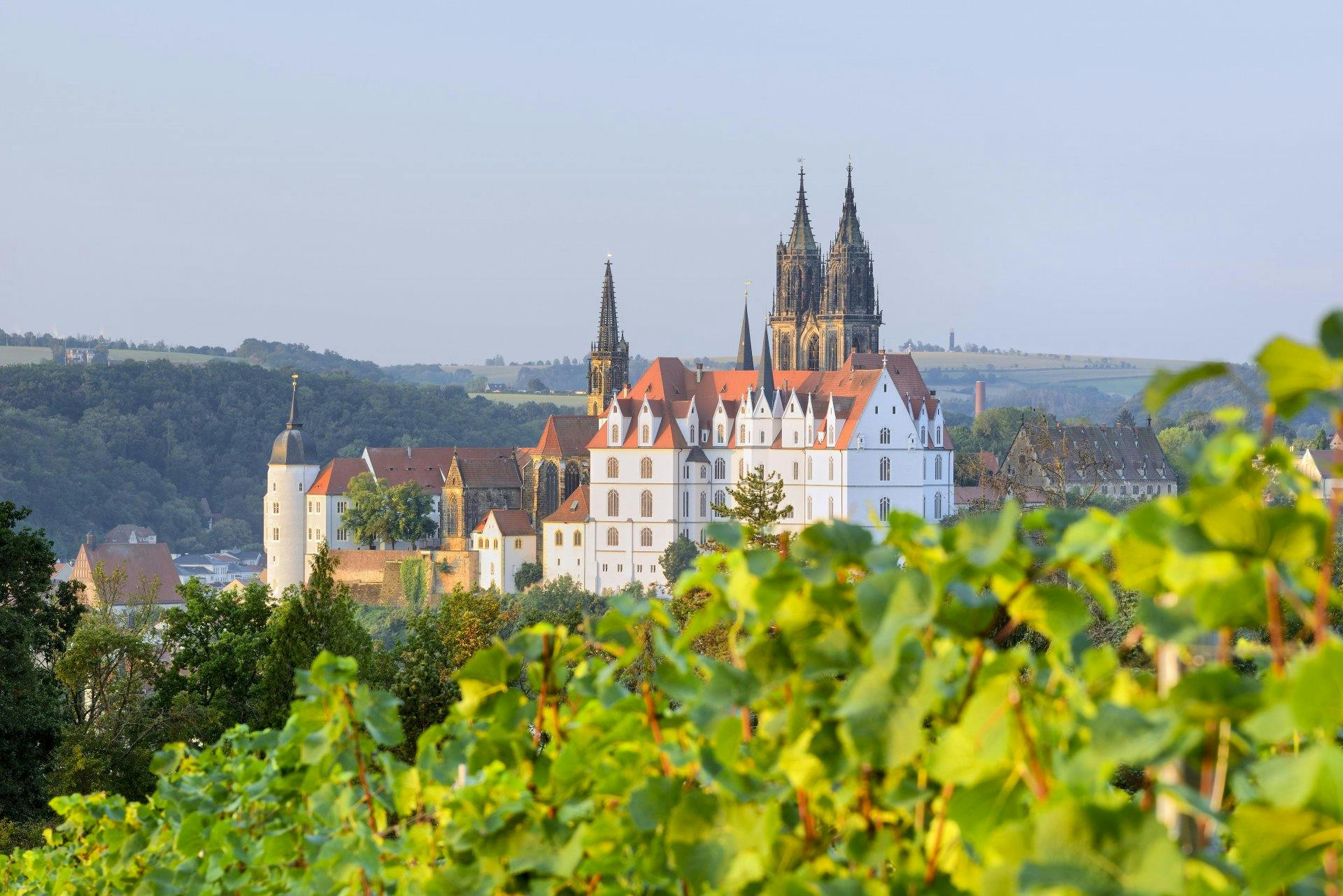 Die Albrechtsburg hinter Weinreben.