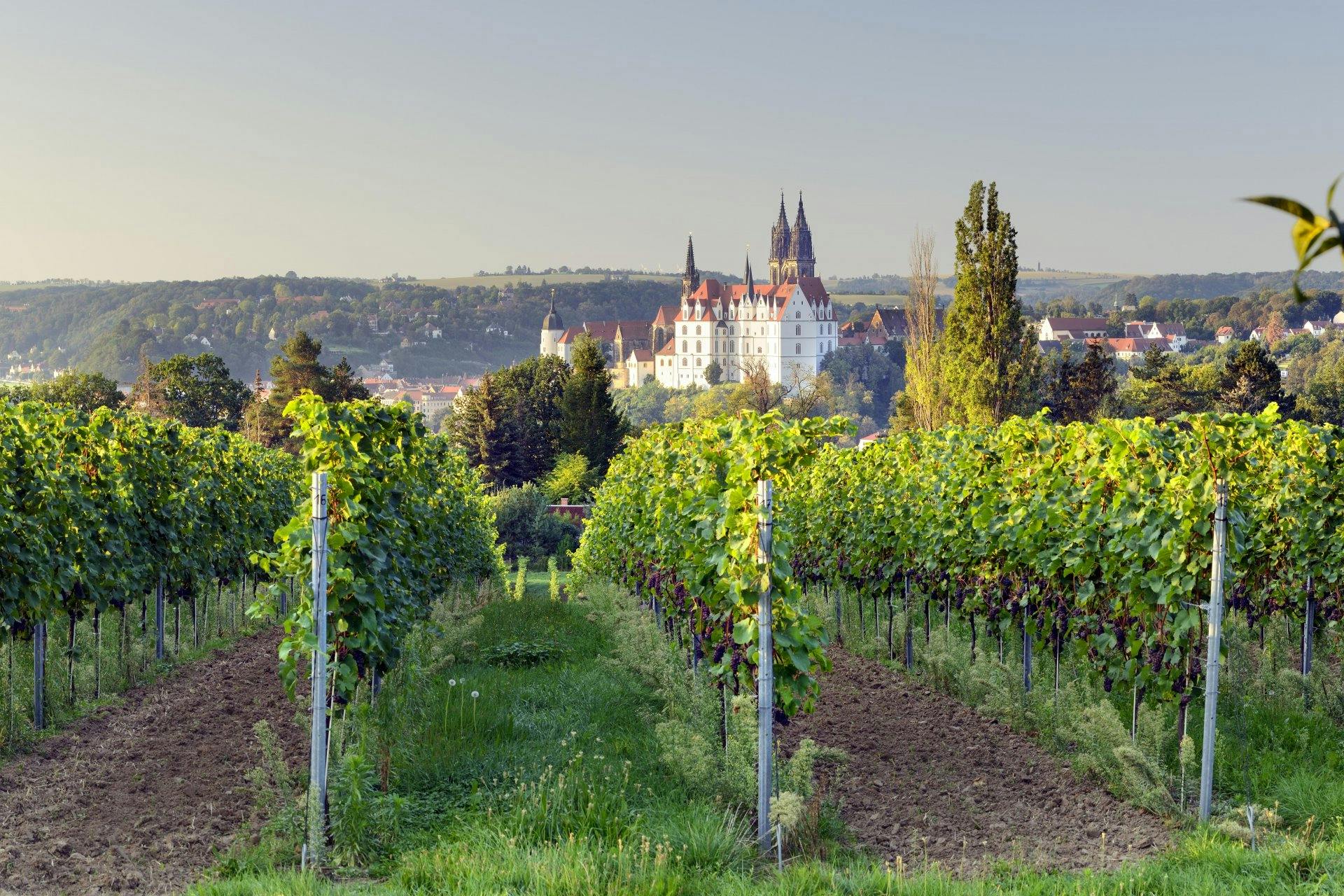 Sicht auf die Albrechtsburg hinter Weinreben.