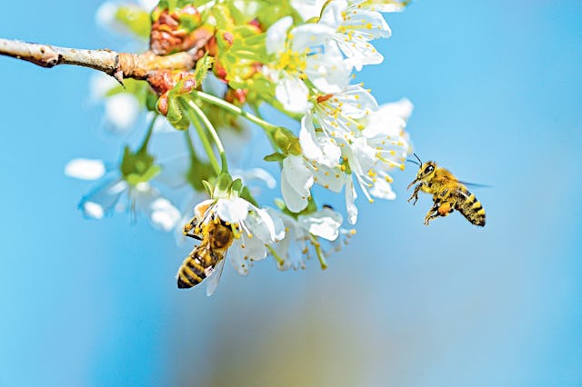 La population d'abeilles a connu un déclin rapide ces dernières années. La population d'abeilles a connu un déclin rapide ces dernières années.
