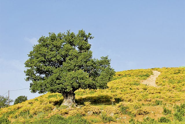 Die blühende Macchia Korsikas. Die blühende Macchia Korsikas.