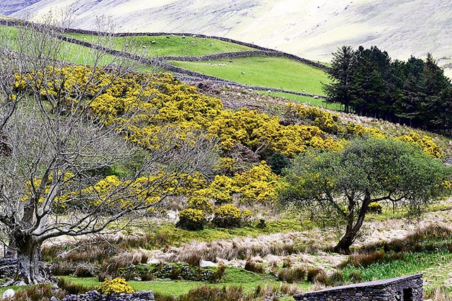 Ginster in Irland