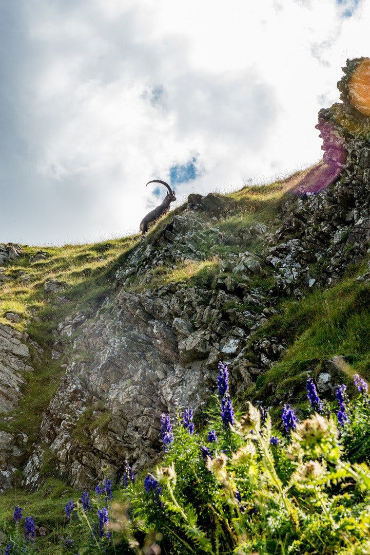 Le trek des bouquetins dans l'Entlebuch.