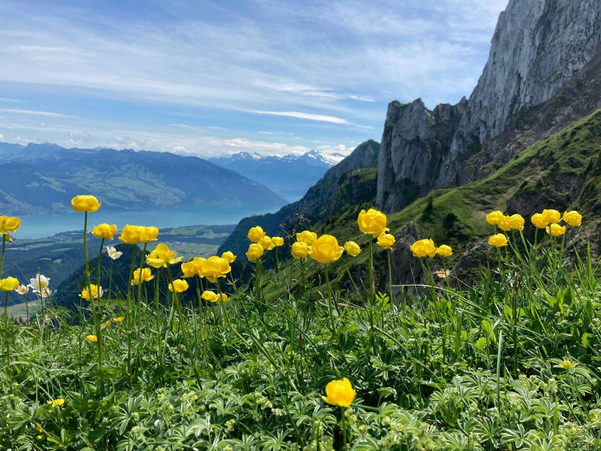 Blick zum Thunersee vor dem Aufstieg zum Strüssligrat