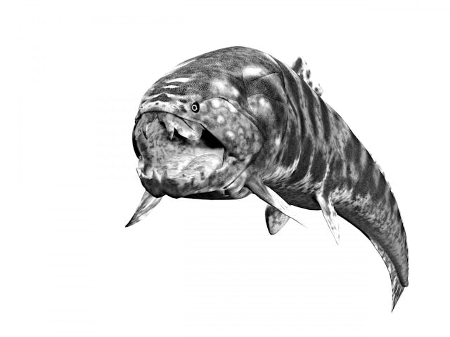 Pendant le Dévonien, les espèces débarquent peu à peu sur les différents continents. Les amphibiens sont les premiers vertébrés qui ont osé poser la patte sur la terre ferme. Vu ce qui nageait dans les océans, on les comprend. Les poissons régnaient en maîtres: par exemple les premiers requins, mais aussi les 
placodermes. Comme leur nom ne l’indique pas
forcément, leur crâne était fait d’épaisses plaques osseuses. Le représentant le plus impressionnant de cette espèce est clairement le dunkleosteus, qui n’avait pas de vraies dents, mais des mâchoires se terminant par des os pointus. Comme les dents d’un castor, ils poussaient sans cesse et, par effet de
frottement, devenaient super aiguisés. En comparaison, le requin des «Dents de la mer» ressemble à 
un gentil poisson rouge.