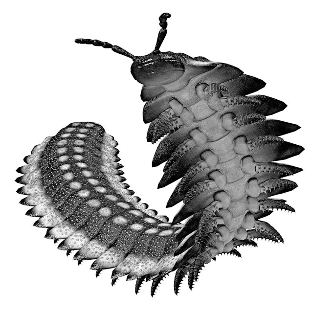 Pendant le Carbonifère, la terre ferme était recouverte de forêts vierges. Ce qui nous 
arrange bien. Parce qu’au cours des millions d’années qui ont suivi, le carbone issu de la
végétation d’alors s’est transformé en charbon. Et quoi de meilleur qu’un bon BBQ au charbon? Mais l’oxygène que ces forêts produisaient avait un autre effet, dont les ennemis des araignées se seraient bien passés. Les insectes et les arachnides inspirent
l’oxygène par leur trachée, une sorte de petit tuyau. Et plus ce tuyau est grand, moins cela fonctionne bien. Ces bestioles sont donc plutôt petites. Mais la concentration en oxygène de l’époque était assez élevée pour que mêmes les animaux plus grands respirent bien. Le résultat? Des araignées de la taille d’une assiette, des libellules aussi grandes que des aigles et surtout
l’arthropleura, un millepatte qui aurait pu facilement te réduire en bouillie.