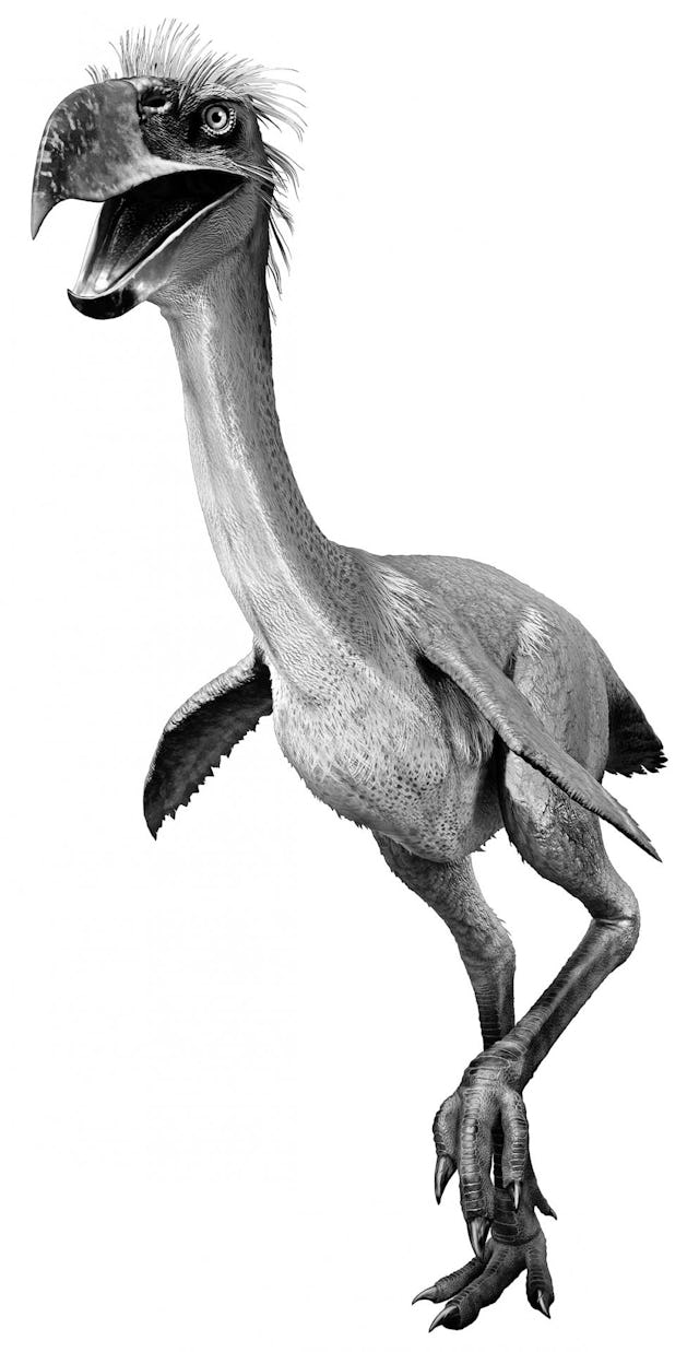 Quand les dinosaures ont disparu il y a 65 millions d’années, les mammifères ont enfin vraiment eu leur mot à dire. Mais les terribles lézards avaient laissé 
des traces. Ou plutôt des héritiers. Les «oiseaux de
terreur» se sont développés en Amérique du Sud, 
qui n’était pas encore rattachée à la partie nord du
continent et donc bien isolée. Imagine une énorme
autruche à la tête d’aigle surdimensionnée. Et qui a surtout une énorme envie de viande. Heureusement, le Panama et la Colombie ont fusionné. Là, les
mammifères du Nord ont donc envahi le territoire de ces oiseaux terrifiants et mis fin à leur domination.