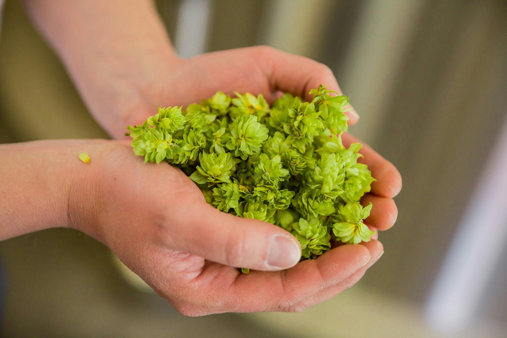 Die Hopfenzugabe für das «Bissiges Pony» erfolgt beim komplexen Brauverfahren erst zum Schluss.