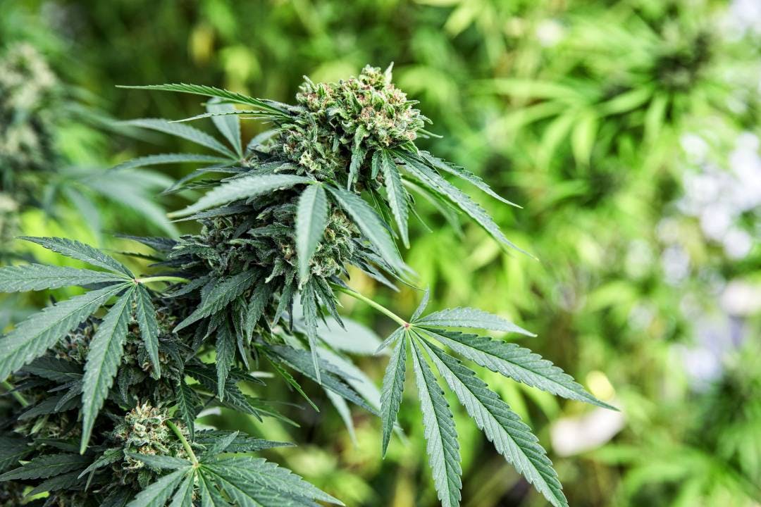 Grün ist die Hoffnung, aber Hoffnung allein verdient kein Geld.