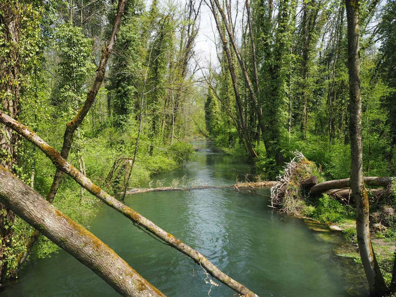 Spazieren Sie auf der Suche nach Biber Finn entlang der Aare von Aarberg bis nach Lyss.
