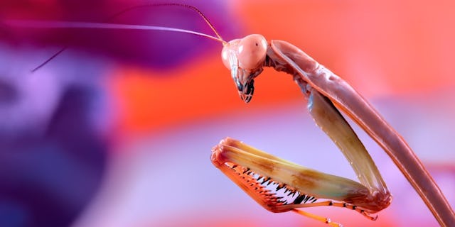 Bei der Ausstellung  «Sechs Beine erobern die Welt» kann man noch bis zum 25. September faszinierende Insekten bestaunen.