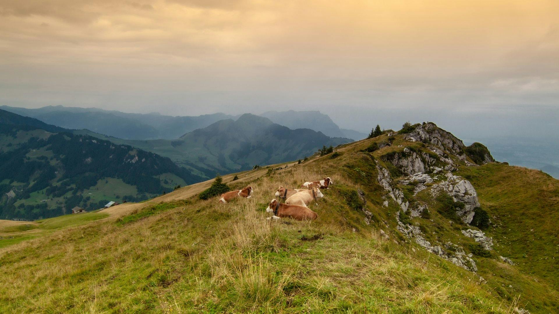 Kühe auf der Alp, Haldigrat in Wolfenschiessen