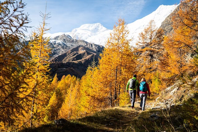Saas-Fee, randonnée à travers les forêts de mélèzes aux aiguilles dorées.
