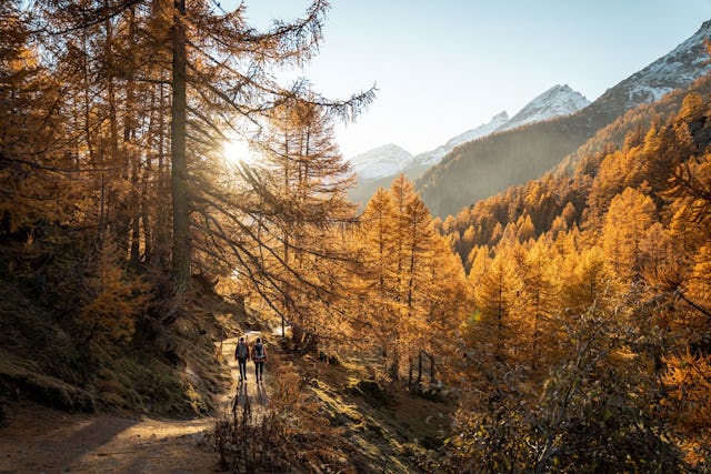 Am Ende des Lötschentals liegt die Fafleralp und begeistert zum richtigen Zeitpunkt seine Besucher mit beeindruckenden Herbstfarben.