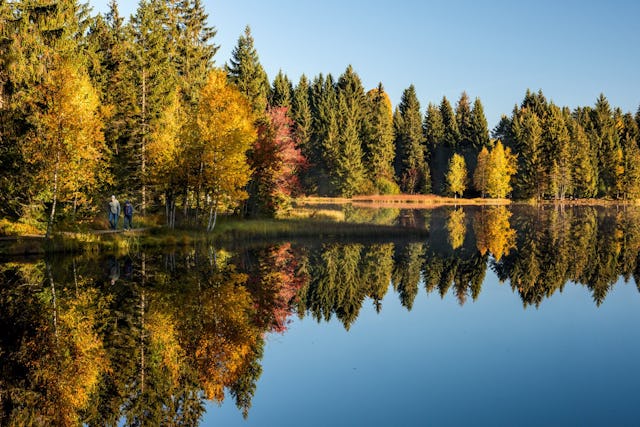 En automne, les forêts entourant l’étang de la Gruère (JU) se parent de mille couleurs pour le plus grand bonheur des promeneurs.